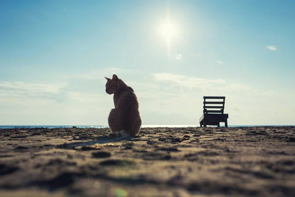 Lindo Gatito Rojo Arena Playa Amanecer Fondo Las Olas Del — Foto de Stock