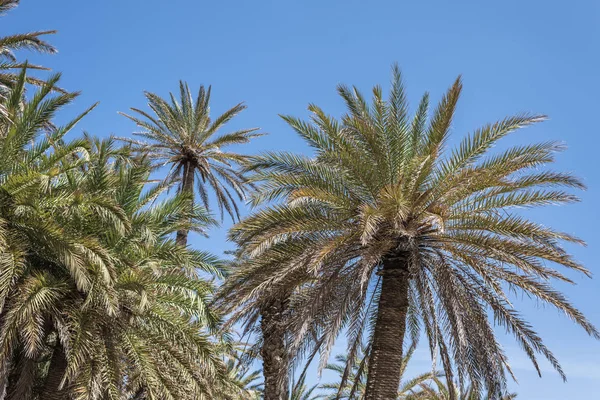 空の背景に熱帯ヤシの木の枝 — ストック写真