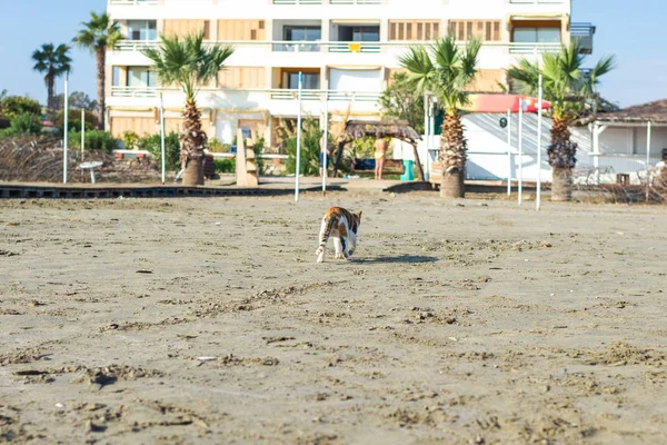Lindo Gato Caminando Playa — Foto de Stock