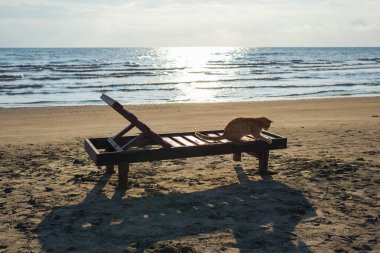 Sevimli kırmızı kedi sahilde rahatlatıcı 