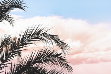 gökyüzü arka plan üzerinde palmiye ağaçlarının dalları. 