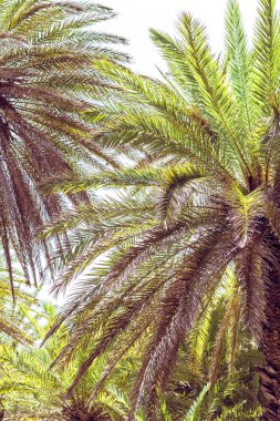 Gökyüzü arka plan üzerinde palmiye ağaçlarının dallarının resmidikey boyutu. 