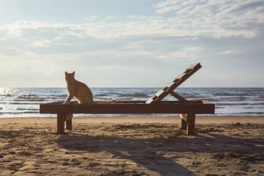 Deniz dalgası arka planda gündoğumu plajda kum sevimli kırmızı kedi yavrusu