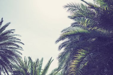 gökyüzü arka plan üzerinde palmiye ağaçlarının dalları. 