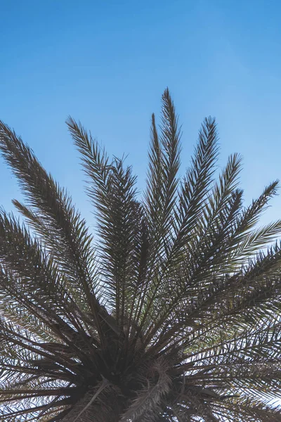 Taille Verticale Image Des Branches Palmiers Sur Fond Ciel — Photo