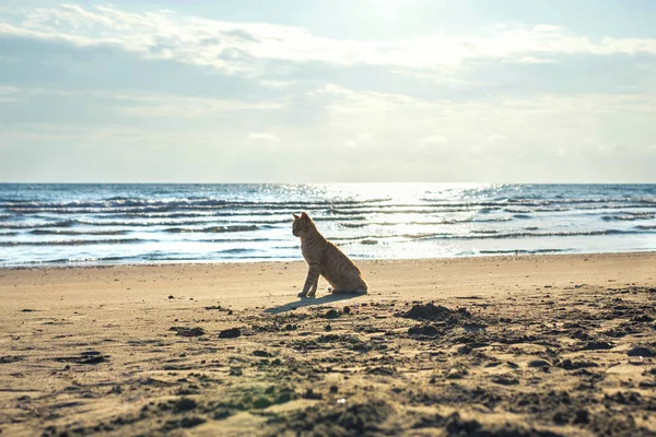 Lindo Gatito Rojo Arena Playa Amanecer Fondo Las Olas Del — Foto de Stock