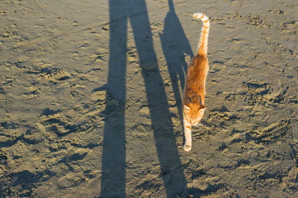 Süße Rote Katze Entspannt Strand — Stockfoto