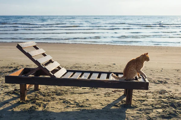 Lindo Gato Rojo Relajándose Playa — Foto de Stock