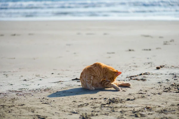 Süße Rote Katze Entspannt Strand — Stockfoto