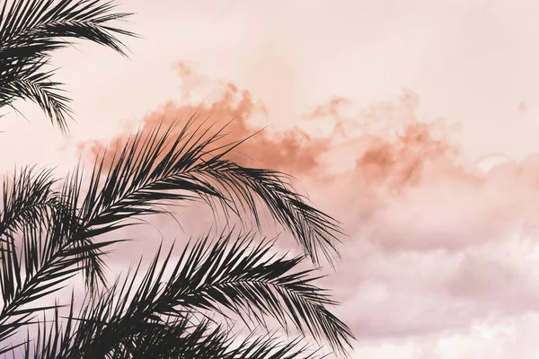 branches of palm trees on the sky background.