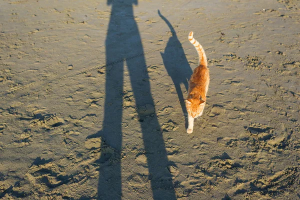 Милий Червоний Кіт Розслабляється Пляжі — стокове фото