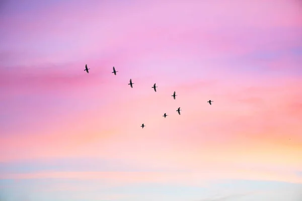 Αποδημητικά Πτηνά Που Πετούν Σχήμα Στον Συννεφιασμένο Ουρανό Του Ηλιοβασιλέματος — Φωτογραφία Αρχείου