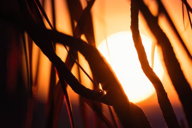 Büyük bir batan güneşin arka planında palmiye ağacının silueti. 