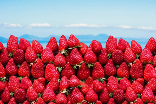 Beaucoup Fraises Mûres Avec Espace Pour Texte Sur Fond Bleu — Photo