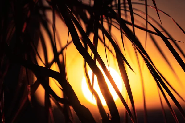 Sziluettje Pálmafa Háttérben Egy Hatalmas Nap — Stock Fotó
