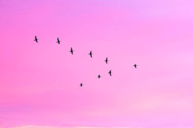 Göçmen kuşlar bulutlu gün batımı gökyüzünde v şeklinde uçuyor. Pastel renkli etkisi ile gökyüzü ve bulutlar. 