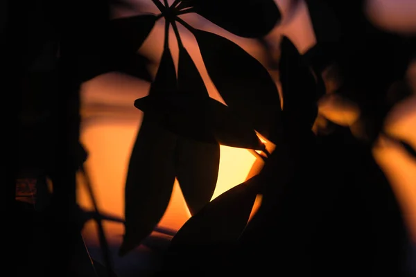 Silhouette Palmier Sur Fond Immense Soleil Couchant — Photo