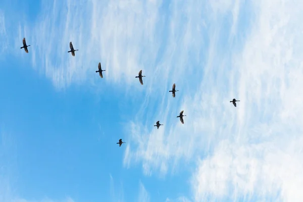 Flyttfåglar Som Flyger Form Molnigt Solnedgången Himmel Himmel Och Moln — Stockfoto