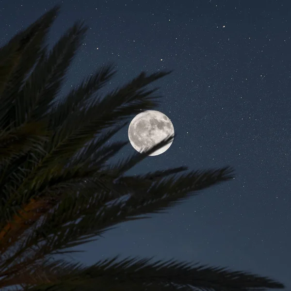 Gece Gökyüzü Arka Plan Palmiye Ağacının Silueti Kavram — Stok fotoğraf