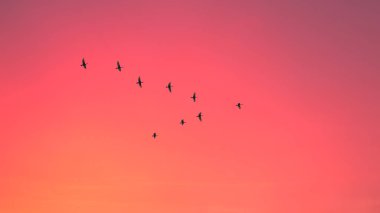 Göçmen kuşlar bulutlu gün batımı gökyüzünde v şeklinde uçuyor. Pastel renkli etkisi ile gökyüzü ve bulutlar. 