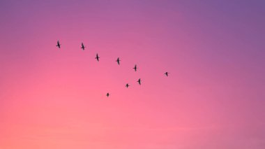 Göçmen kuşlar bulutlu gün batımı gökyüzünde v şeklinde uçuyor. Pastel renkli etkisi ile gökyüzü ve bulutlar. 