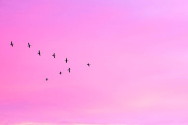 Gökyüzü pembe ve mavi renklerde. günbatımı bulutrenkli ışık pastel etkisi