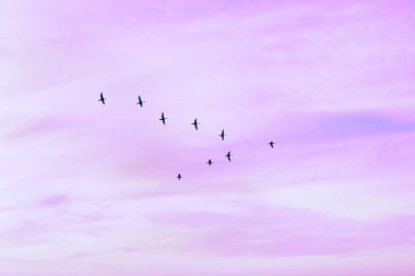 Göçmen kuşlar bulutlu gün batımı gökyüzünde v şeklinde uçuyor. Pastel renkli etkisi ile gökyüzü ve bulutlar. 