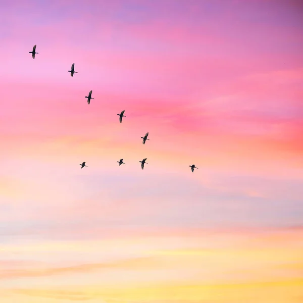 Göçmen Kuşlar Bulutlu Gün Batımı Gökyüzünde Şeklinde Uçuyor Pastel Renkli — Stok fotoğraf