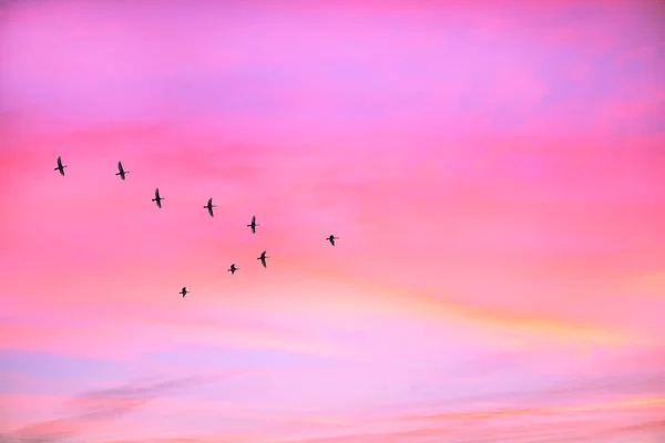 Uccelli Migratori Che Volano Forma Sul Cielo Nuvoloso Del Tramonto — Foto Stock