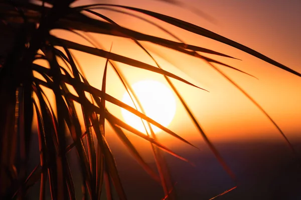 Silhueta Palmeira Contra Pano Fundo Enorme Pôr Sol — Fotografia de Stock