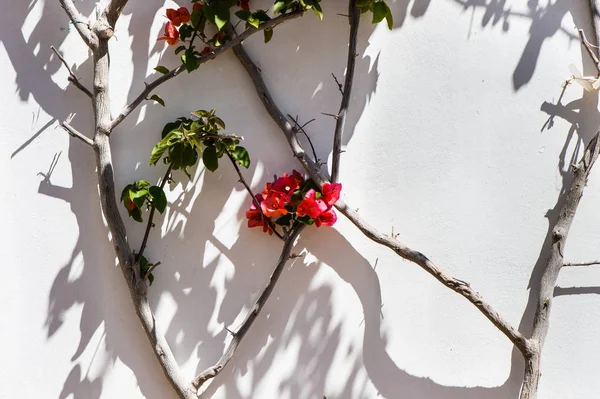 Beyaz arkaplanda kırmızı çiçekler