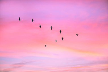 Göçmen kuşlar bulutlu gün batımı gökyüzünde v şeklinde uçuyor. Pastel renkli etkisi ile gökyüzü ve bulutlar. 