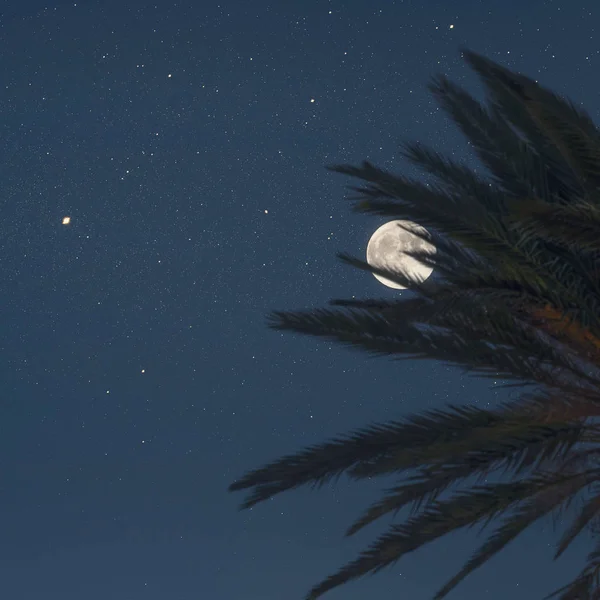 Silhouette Einer Palme Auf Dem Nachthimmel Hintergrund Konzept — Stockfoto