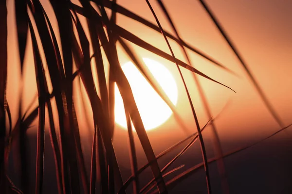 Silhueta Palmeira Contra Pano Fundo Enorme Pôr Sol — Fotografia de Stock