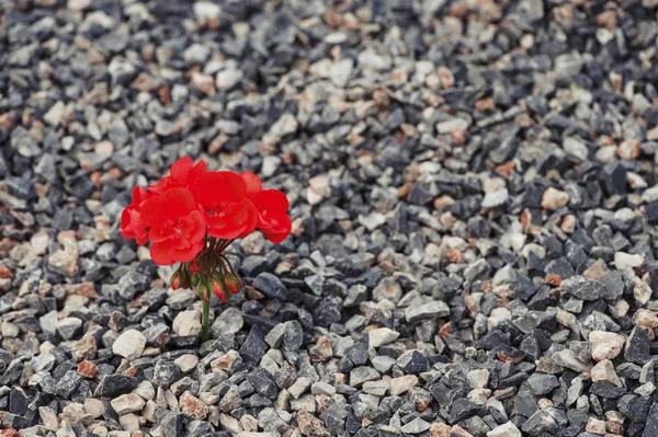 Closeup of red flowers growing up from the gravel. The concept of life and motivation. Struggle for life. Desire to live