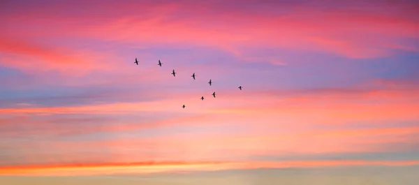 Oiseaux Migrateurs Volant Forme Sur Ciel Nuageux Coucher Soleil Ciel — Photo