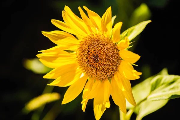 sunflower on the black background in sunny day