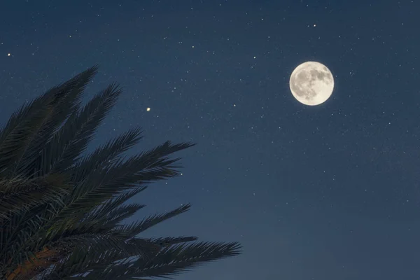 Gece Gökyüzü Arka Plan Palmiye Ağacının Silueti Kavram — Stok fotoğraf