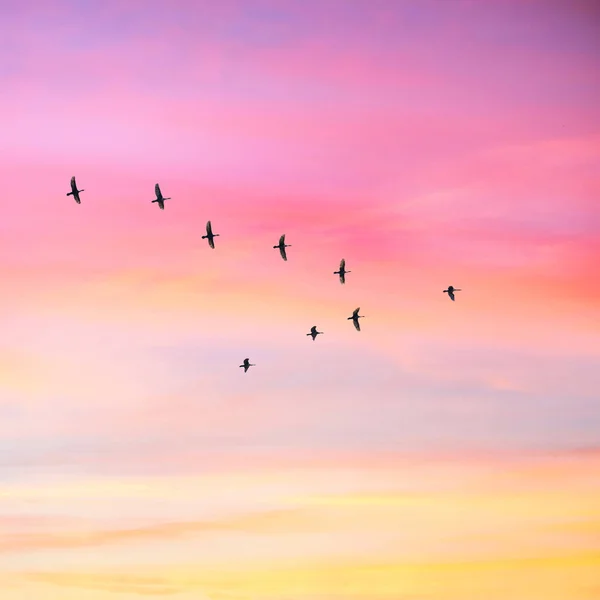 Flyttfåglar Som Flyger Form Molnigt Solnedgången Himmel Himmel Och Moln — Stockfoto