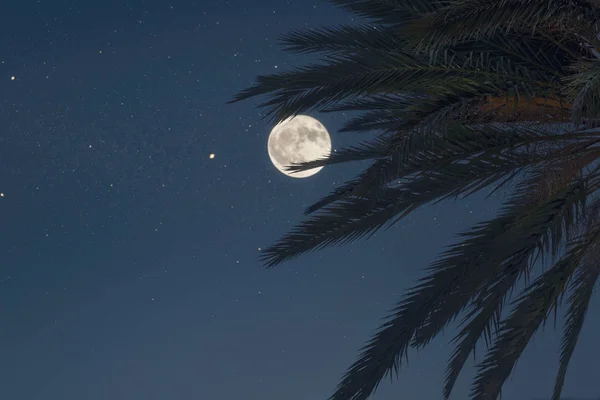 Gece Gökyüzü Arka Plan Palmiye Ağacının Silueti Kavram — Stok fotoğraf