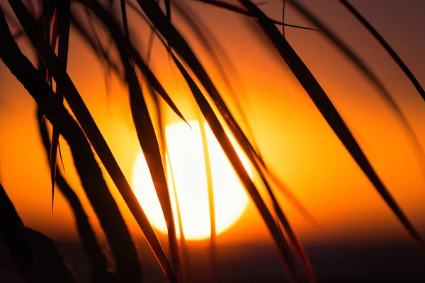 Silueta Palmera Sobre Telón Fondo Enorme Sol Poniente —  Fotos de Stock