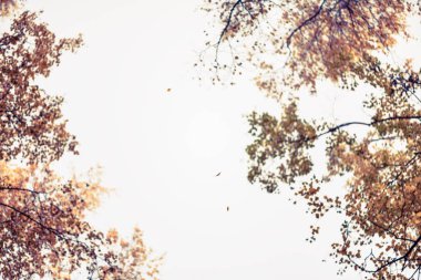 Golgen sonbahar ormanında, mavi gökyüzünün altındaki yüksek huş ağaçlarının alt manzarası. Hint yazı. Instagram stili. Boşluğu kopyala