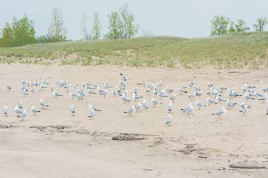 Sahilde bir grup martı.