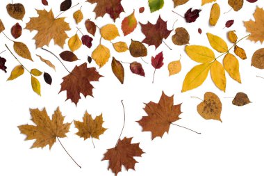 Farklı sonbahar kuru yaprak, dallar, yapraklar ve yapraklar beyaz arka planda izole edilmiş. Genel manzara. Boşluğu kopyala