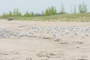 Sahilde bir grup martı.