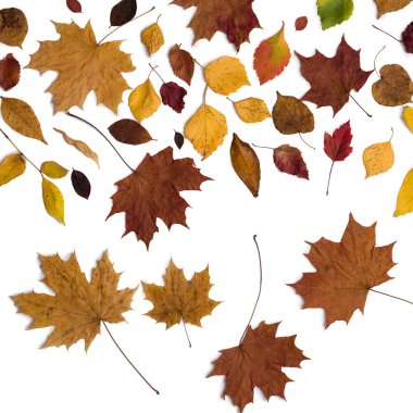 Farklı sonbahar kuru yaprak, dallar, yapraklar ve yapraklar beyaz arka planda izole edilmiş. Genel manzara. Uzayı kopyala Instagram oranı