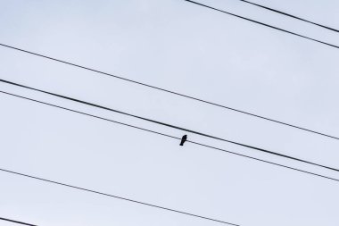 Bir kablo ya da elektrik hattındaki kuş silueti.