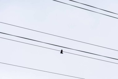 Kablodaki ya da elektrik hattındaki siluet kuş. Atmosferik fotoğrafçılık. Kavram