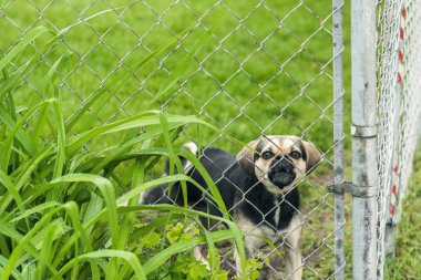 Çitin arkasındaki kötü köpek evi koruyor.