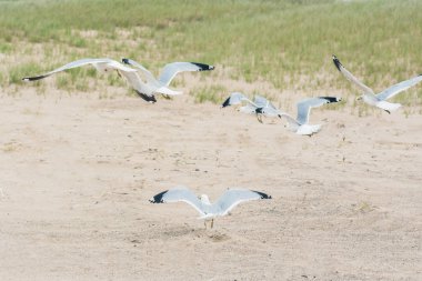 Sahilde bir grup martı.